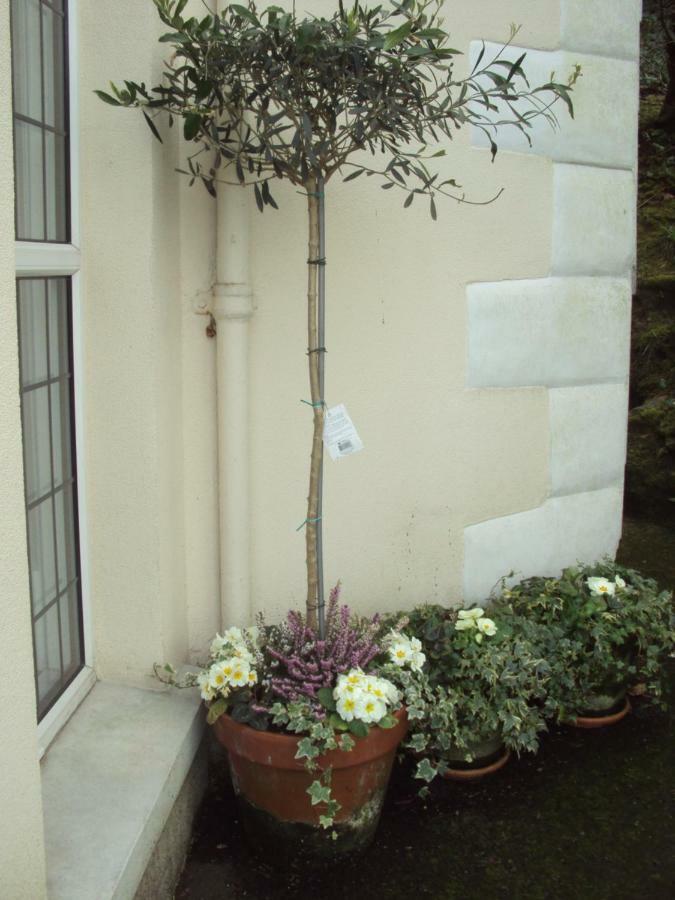 Woodlands Bed and Breakfast Looe Buitenkant foto